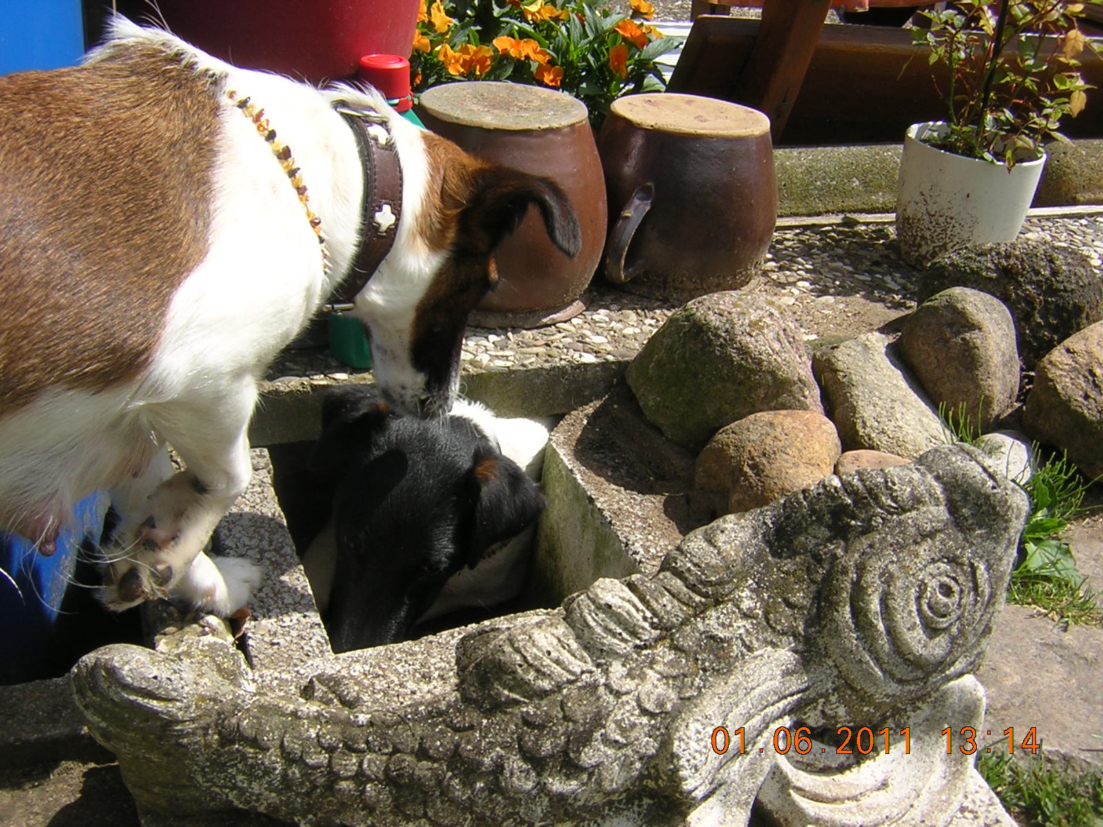 Glatthaarfoxterrier Oskar in der Schliefenanlage im Garten Glatthaarfoxterrier Oskar in der Schliefenanlage im Garten
