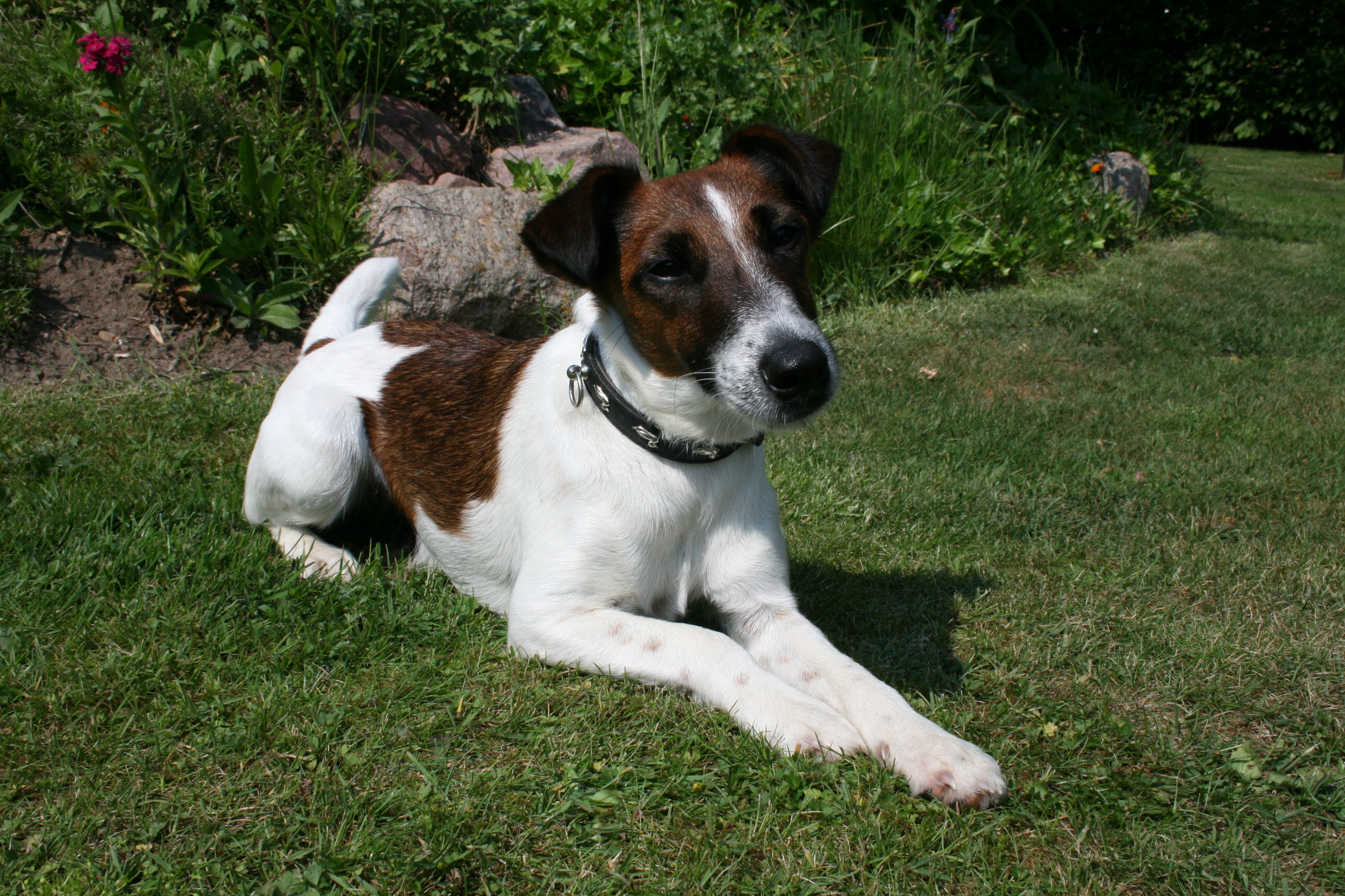 Glatthaarfoxterrier Mika vom Zarpener Wohld Glatthaarfoxterrier Mika vom Zarpener Wohld