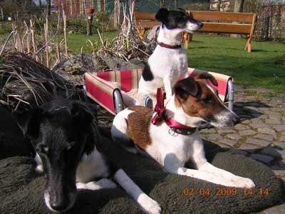 Foxterrier in Ruhestellung