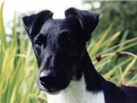 Glatthaarfoxterrier Axel v. Zarpener Wohld Glatthaarfoxterrier Axel v. Zarpener Wohld