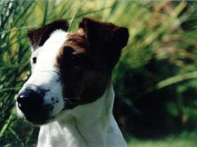 Glatthaarfoxterrier Amsel vom Zarpener Wohld Glatthaarfoxterrier Amsel vom Zarpener Wohld